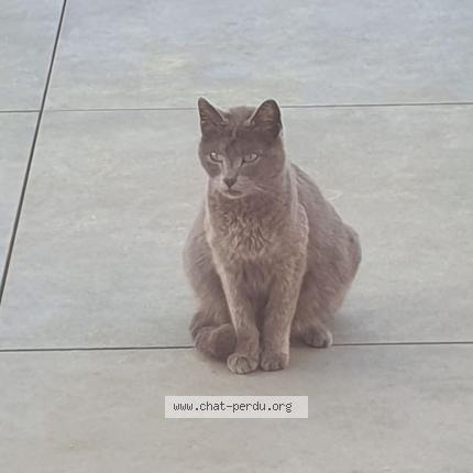 Photo 1/1 Chat trouvé Trouvé à Dax