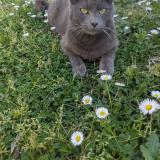 Photo de chat perdu à Morieres Les Avignon