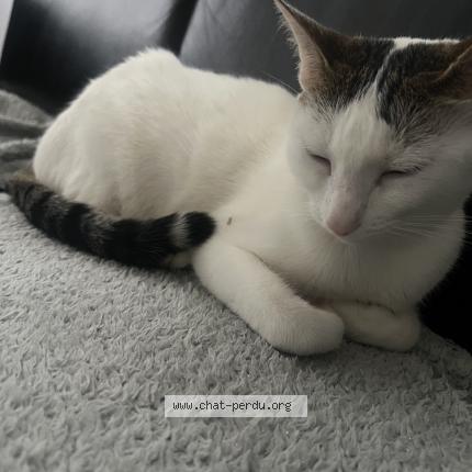 Photo 1/1 Felixia Chat perdu à Sucy en brie