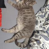 Photo de chat perdu à Nages Et Solorgues