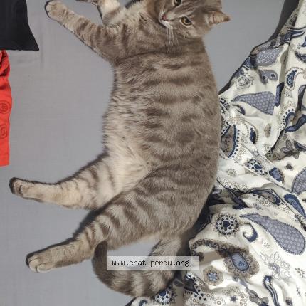 Photo 1/1 Kays Chat perdu à Nages et solorgues