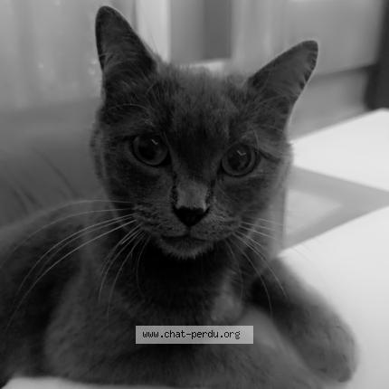 Photo 1/1 Joy Chat perdu à Manthelan