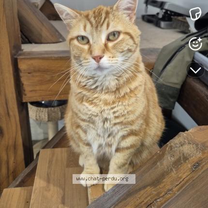 Photo 1/1 Mimine Chat perdu à Velles