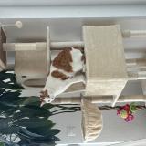 Photo de chat perdu à Vucherens