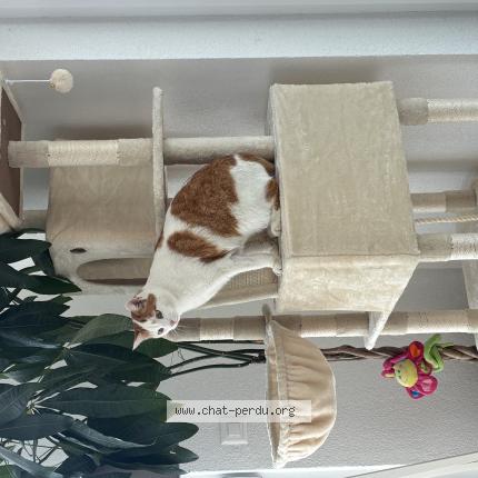 Photo 1/1 Spike Chat perdu à Vucherens