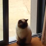 Photo de chat trouvé à Amanlis