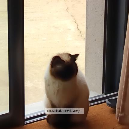 Photo 1/1 Chat trouvé Trouvé à Amanlis