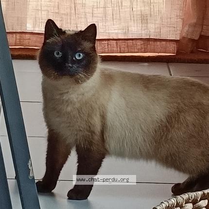 Photo 1/1 Chat trouvé Trouvé à Amanlis