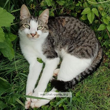 Photo 1/1 Sacha Chat perdu à Carennac