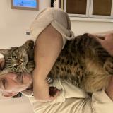 Photo de chat perdu à Cavaillon