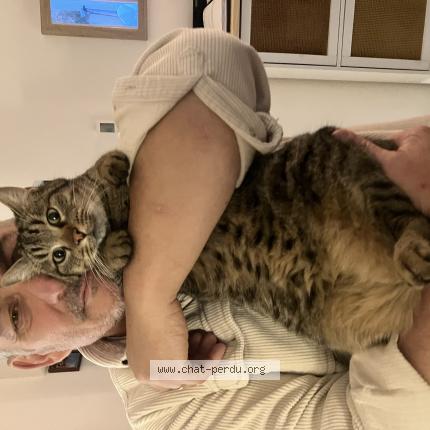 Photo 1/1 Boulette Chat perdu à Cavaillon