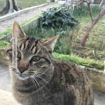 Photo 1/6 Boulette Chat perdu à Cavaillon