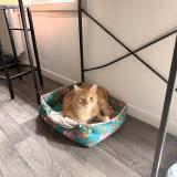 Photo de chat perdu à Tourcoing