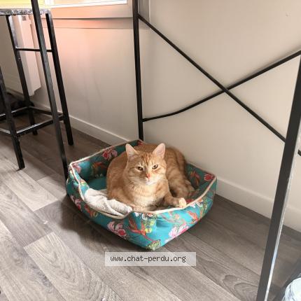 Photo 1/1 Mango Chat perdu à Tourcoing