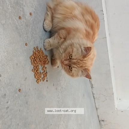 Photo 1/1 Chat trouvé Trouvé à Jammu