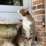 Photo de chat perdu à Sens