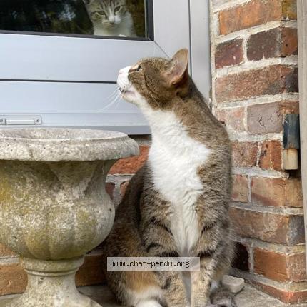 Photo 1/1 Chabo Chat perdu à Sens