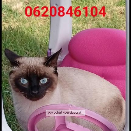 Photo 1/1 Alba Chat perdu à Bouc bel air