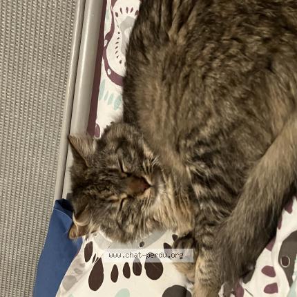 Photo 1/1 Nami Chat perdu à Montpellier