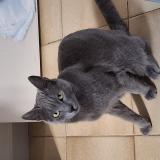 Photo de chat trouvé à Puget Theniers