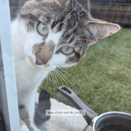 Photo 1/1 Chat trouvé Trouvé à Trelaze