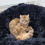 Photo de chat perdu à Vresse Sur Semois