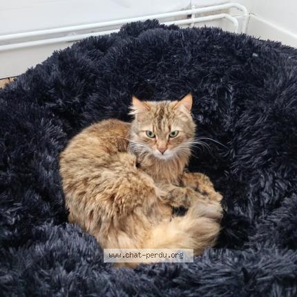 Photo 1/1 Eden Chat perdu à Vresse sur semois