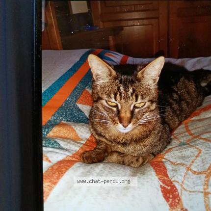 Photo 1/1 Reglisses Chat perdu à Faverdines