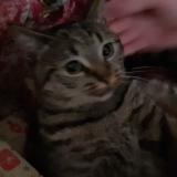 Photo de chat perdu à Conde Sur L Escaut