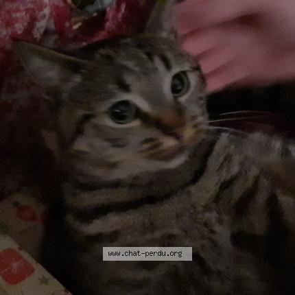 Photo 1/1 Zia Chat perdu à Conde sur l escaut