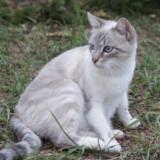 Photo de chat trouvé à Roncq