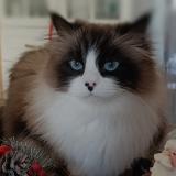 Photo de chat perdu à Cannes