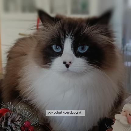 Photo 1/1 Rebelle Chat perdu à Cannes