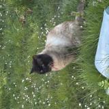 Photo de chat trouvé à Saint Denis En Val