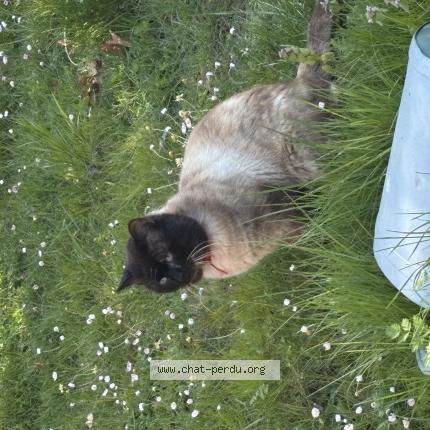 Photo 1/1 Chat trouvé Trouvé à Saint denis en val