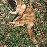 Photo de chat perdu à La Brede