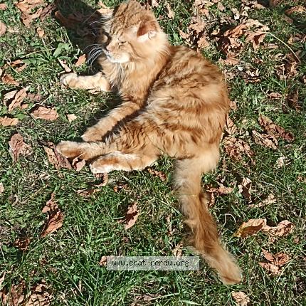 Photo 1/1 LINXI Chat perdu à La brede