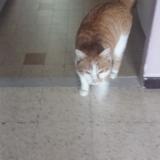 Photo de chat trouvé à Pierrevert