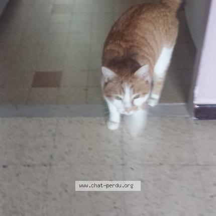 Photo 1/1 Chat trouvé Trouvé à Pierrevert