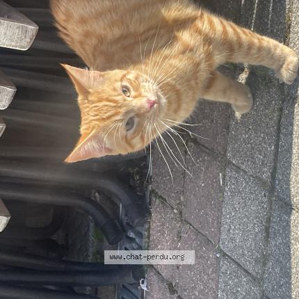 Photo 1/1 Chat trouvé Trouvé à Cran gevrier