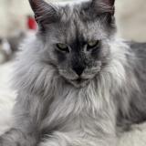 Photo de chat perdu à Cornebarrieu