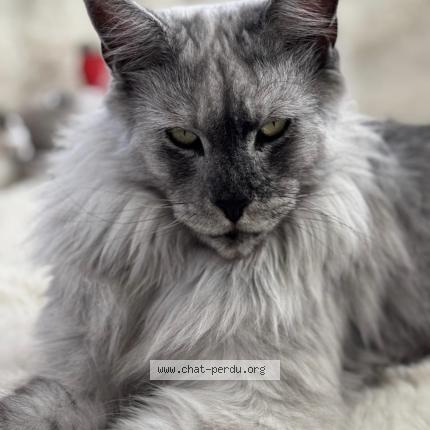 Photo 1/1 Yeti Chat perdu à Cornebarrieu