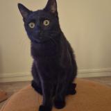 Photo de chat perdu à Arras