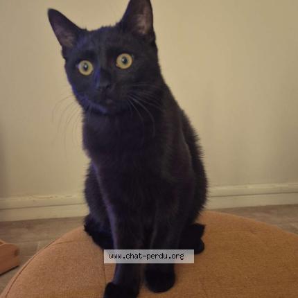 Photo 1/1 Neko Chat perdu à Arras