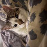 Photo de chat perdu à Moreuil