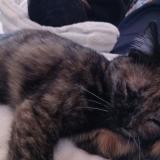 Photo de chat perdu à Besancon