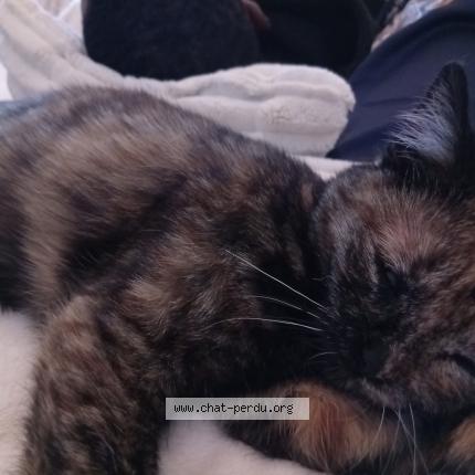 Photo 1/1 Baya Chat perdu à Besancon