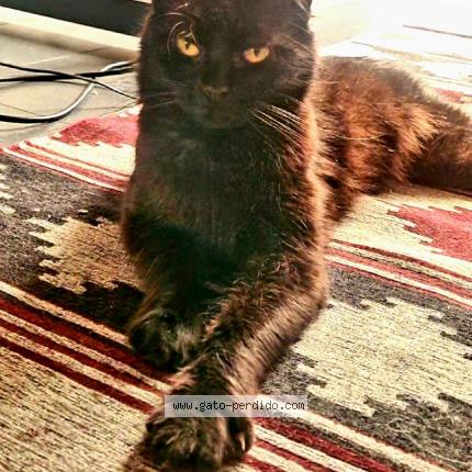 Photo 1/1 Uma Chat perdu à Caba