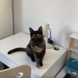 Photo de chat perdu à Illkirch Graffenstaden