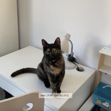 Photo 1/1 Obi Chat perdu à Illkirch graffenstaden